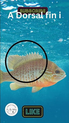 What is a Dorsal fin?
