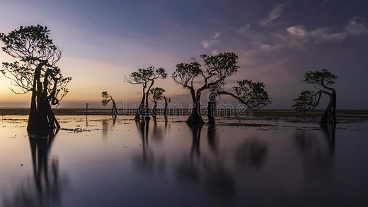 The Dancing Mangrove Tree at Sumba Island, Indonesia during Sunset Stock Video - Video of indonesia, endangered: 287835559