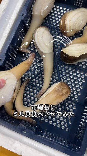 ミル貝を食べる！徳島の市場長にさかなの美味しさを体験