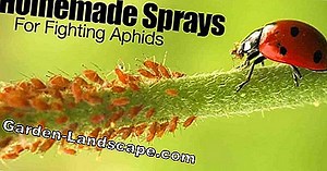 Care of the garden: Fighting aphids, fighting aphids - this is how it works! | 2025