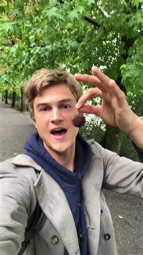 Sweet gum tree (Liquidambar)