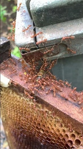 Weaver Ants VS Honey Bees: Brutal Battle for Survival!