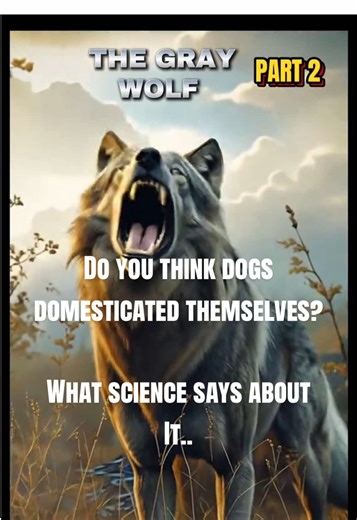 The real story of dog domestication is older and wilder than you think. Dogs didn’t just evolve beside humans. They helped shape us. Watch till the end 👀 #DogDomestication #CanineScience #EvolutionExplained #Anthropology #fyp