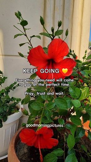 Goodmorning 🌹♥️ Have a nice day | Good Morning Pictures