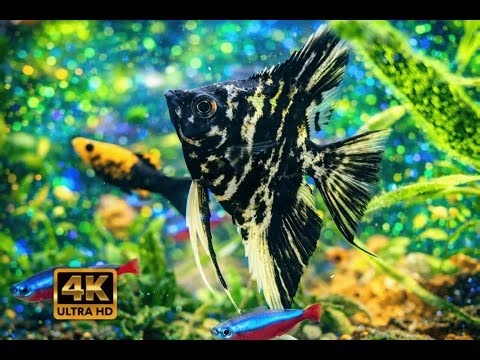 Peaceful Aquarium LIVE 🌙 Relax, Sleep, Focus