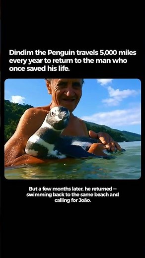 This penguin travel 5000 miles every year to see his human friend