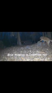 Lost dog Blue missing from Deerfield NH and successfully trapped after 9 days on the run in Barrington NH. | Granite State Dog Recovery