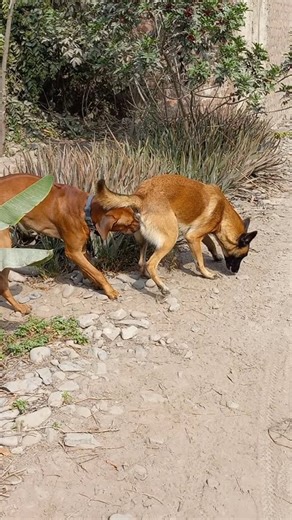 Rodesiano Crestado, Belga malinois, Pitbull #pitbull #rodesian #malinois #pastorbelgamalinois #dog