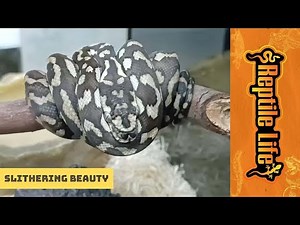 Coastal x Jungle Carpet Pythons | Reptile Life