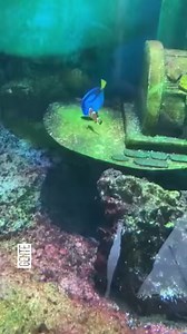 Hablemos del live action de buscando a #Nemo 🐟. ¡Ahora no podrás dejar de verlo! ⭐ | GENTE ONLINE