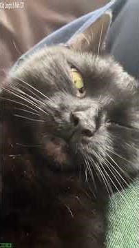 Funny Cats 2025 😹 Funny Cat Videos ❤️ # Episode 5420