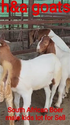Premium South African Boer Goats for Sale | Top Quality Breeding Stock 9820414773