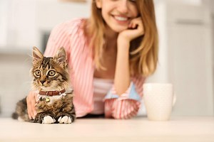 A Cat Collar With Bells Is the Kind of Noise We Don't Mind Hearing