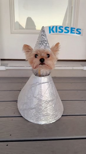 The Utah Yorkies | Kissing booth open for business – 11 smooches at a time! 💋😉 31 days of Halloween: Day 25, Hershey Kisses! 🍫 #31daysofhalloween #halloween... | Instagram