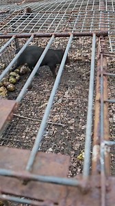 Hunt Catch Cook on Reels