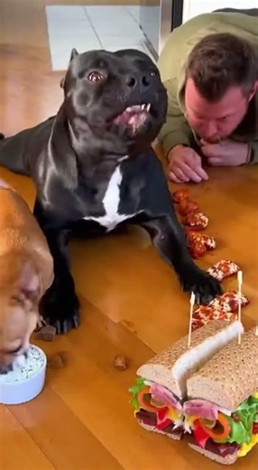 I Lost to My Dog for the 100th Time #doog #human #eatingchalling #foodchallenge #food