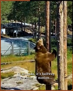 How fast a bear can climb a tree? | Cassandra Davis