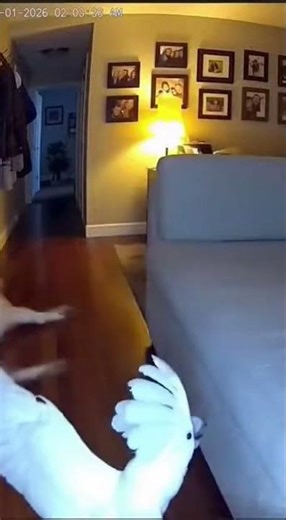 Masked Cockatoo Pranks Sleeping Husky