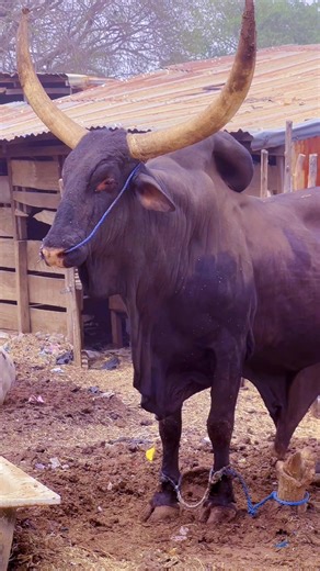 How a Giant Cow Grows Massive: Understanding Its Size Secrets