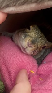 “And then… the scary frog tried to eat me!”🥺 #sleepsqueaking #squirrelnightmare #ihearthesecretsthatyoukeepwhenyouresqueakinginyoursleep #andthentherewasafrog #anditwantedtieatmyfaceoff #irrationalthumb #mommysaveme #mommyandthumb #littlethumbelinagirl #lifewiththumbelina #teamthumbelina #flashback | Little Thumbelina Girl