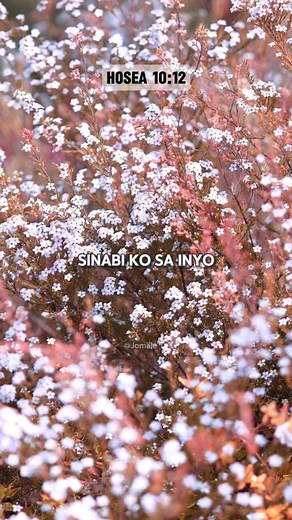15K views · 1.1K reactions | Hosea 10:12 "Verse of the day" (ANG SALITA NG DIOS) #WordOfGod #bibletruth #bibleverses #bible #biblestudy #biblereading #fbreels #fbreelsfypシ゚viral #fbreelsvideo #fbviral | Jomille TV | Facebook