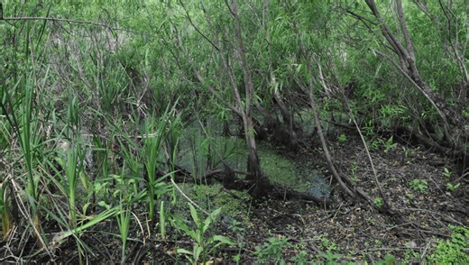 The Windover Bog Bodies: Why Were 177 Corpses Found In A Pond?