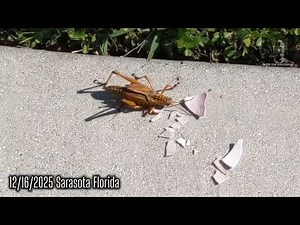 Dec 16, 2025. 3.5" 0.4 oz Locust vs 6'2" 235 lb Human. (Imagine this, only man-sized w/stinger.)