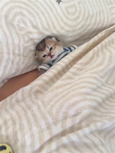 Gatos Lindos en TikTok: ¡Disfruta de su Dulzura!