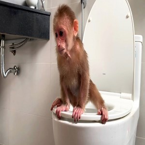 Cubis Recovers Well and Returns Normal Bathroom Habits | LaLa Monkey