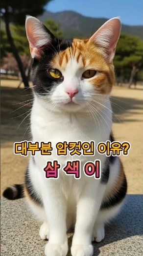 삼색 고양이가 대부분 암컷인 이유, 알고 있었나요? #삼색고양이 #삼색이 #캘리코 #토종고양이 #한국고양이 #고양이쇼츠 #캣쇼츠 #고양이정보 #행운의고양이 #그린포우