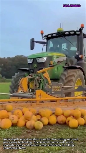 Modern Industrial Pumpkin Harvesting Process #worker #process #farming #agriculture #machinery