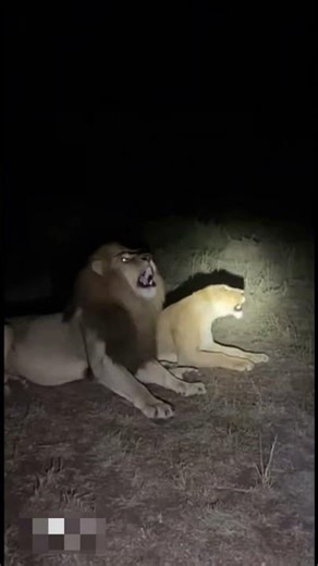 Lion got shocked after a big lightning sound in the forest #shorts #lion #animalreaction #animals