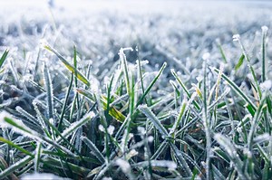 Does grass grow in the winter? Lawn care tips for cold months