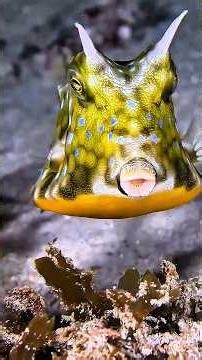 Is This Real? The Fish That Looks Like a Robot 🤖 #nature #animals #shorts