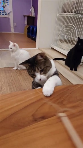 壊れたオモチャでも楽しいにゃ〈かんけつせん〉