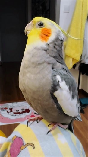 Jackie’s starting his day with some cute singing is just awesome! 🎶🦜❤️☺️ #cockatielscraze