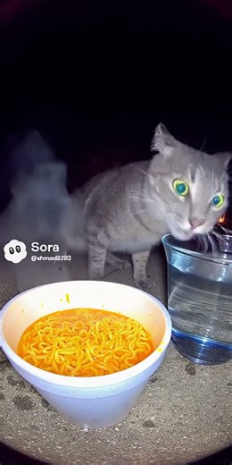 Funny Animals 2024 - Funniest Cats and Dogs video #shorts , cats meowing, cats videos, dogs videos