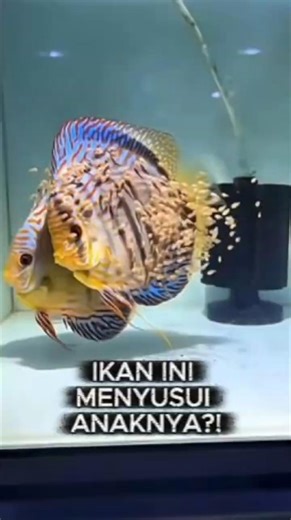 Why Are Discus Fish Called the “Most Loyal Parents” in the Fish World?