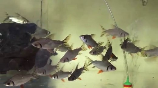 Flagtail Prochilodus (Semaprochilodus insignis) | Tropical Fish Keeping