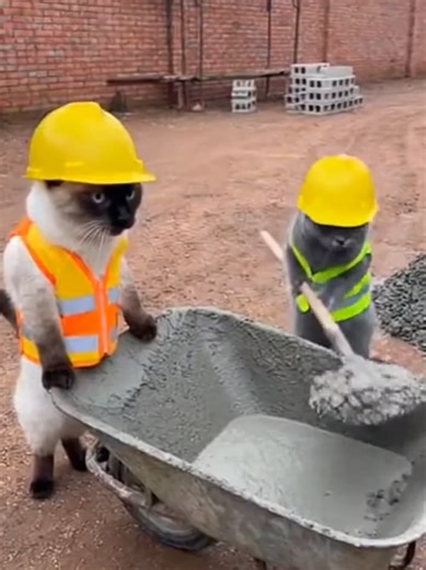 Unruly Cat Disrupts Work Time