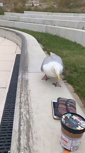 Seagulls steal phone | NerdLerd