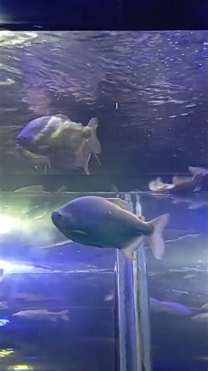 Watch this Beautiful Colourful Fish in Aquarium #adventure #fishing