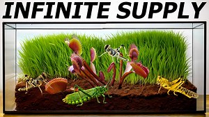 7.9K views · 54 reactions | Simulating a Venus Flytrap Ecosystem (Full Build) | The Flytrap Garden | Facebook