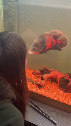 #oscar #oscarfish | Oscar Fish