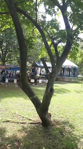 The magic of Gemek java