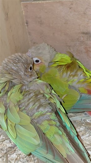 ডিমগুলো ফ্যার্টিল করার জন্য খুব জোড় চেষ্টা চলছে,,সবাই একটু আশীর্বাদ করবেন🙏🙏🙏আগে দুইবার মিস হইছে😥😥😥🦜🦜