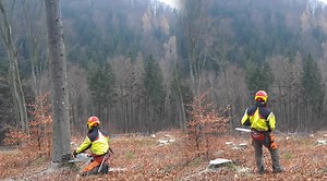 Innovative Chainsaw Enhances Productivity in Beech Tree Logging
