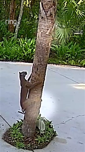 Two agile squirrels successfully evade a bobcat's pursuit! 🐿️