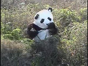 Trained Panda learns to speak English