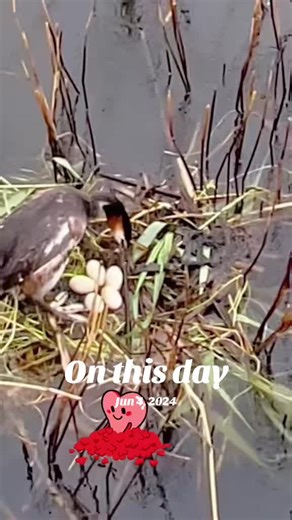 ❤Ali chef❤ on TikTok